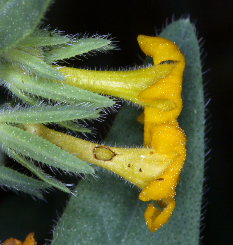 Image de Lithospermum ruderale Dougl. ex Lehm.