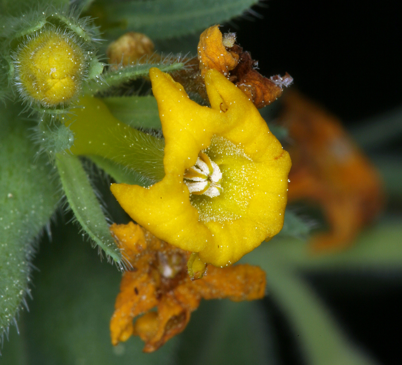 Image de Lithospermum ruderale Dougl. ex Lehm.