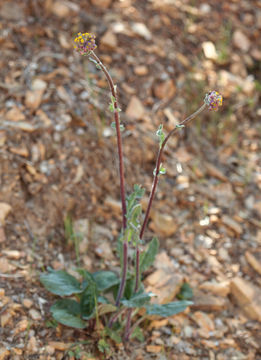 Image of rayless ragwort