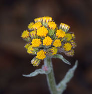 Image of rayless ragwort