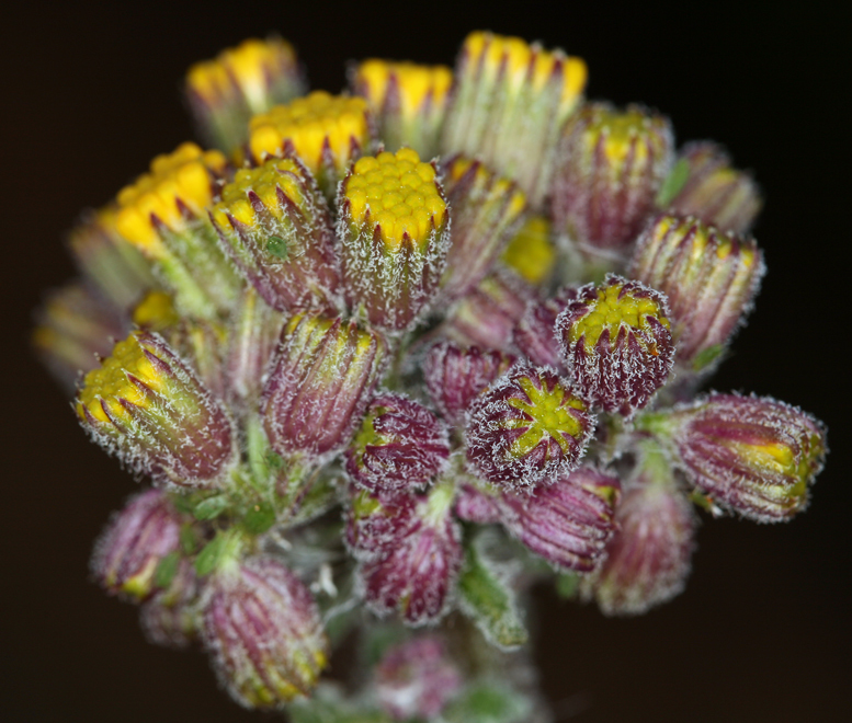 Image of rayless ragwort