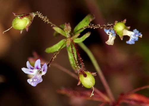 Image of Small-flower Tonella