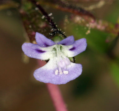 Image of Small-flower Tonella