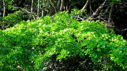 Image of <i>Buchenavia tetraphylla</i>