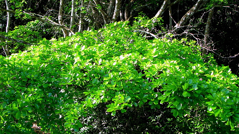 Image of <i>Buchenavia tetraphylla</i>