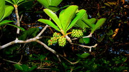 Image of <i>Buchenavia tetraphylla</i>