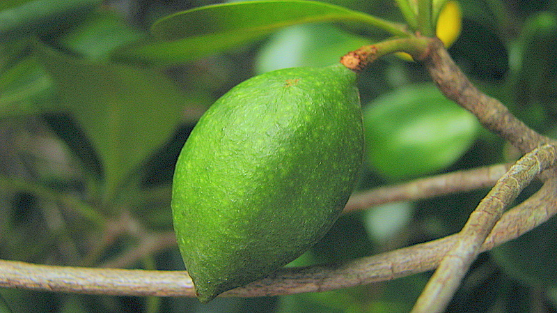 Image of <i>Buchenavia tetraphylla</i>