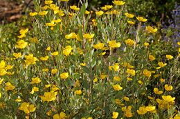 Image of tree poppy