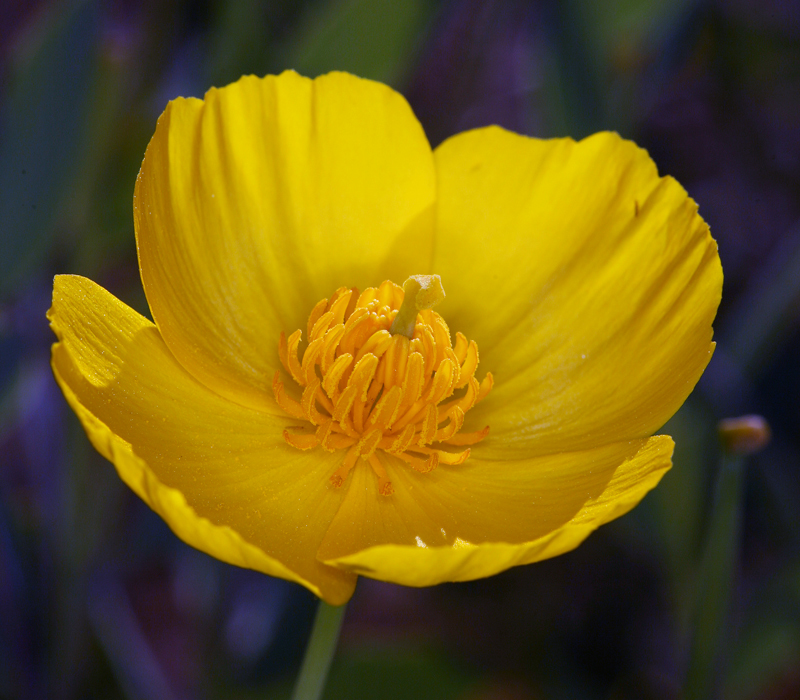 Image of tree poppy