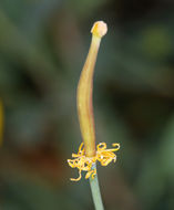 Image of tree poppy