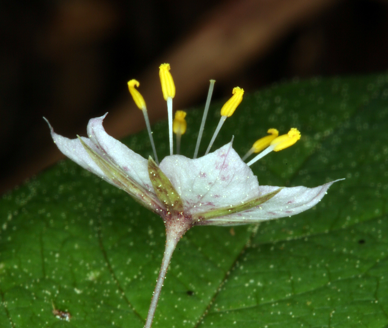 Image of <i>Trientalis latifolia</i>