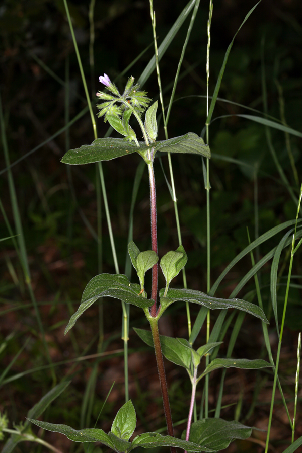 Слика од Draperia systyla (A. Gray) Torr.