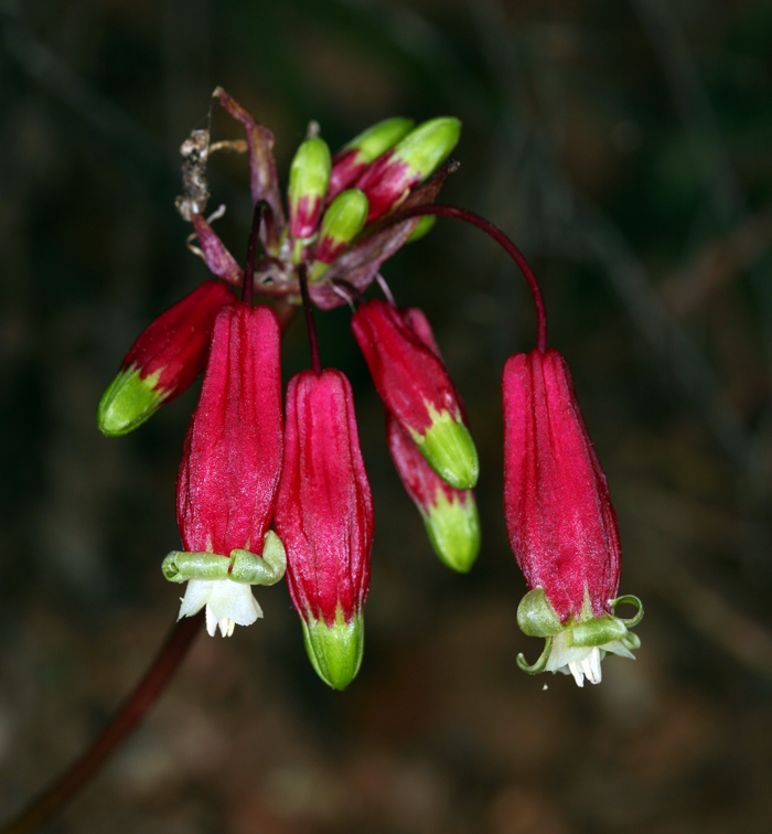 Imagem de Dichelostemma ida-maia (Alph. Wood) Greene