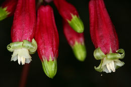 Imagem de Dichelostemma ida-maia (Alph. Wood) Greene