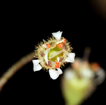 Image of crevice alumroot