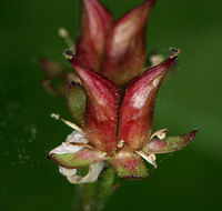 Image of Indian rhubarb