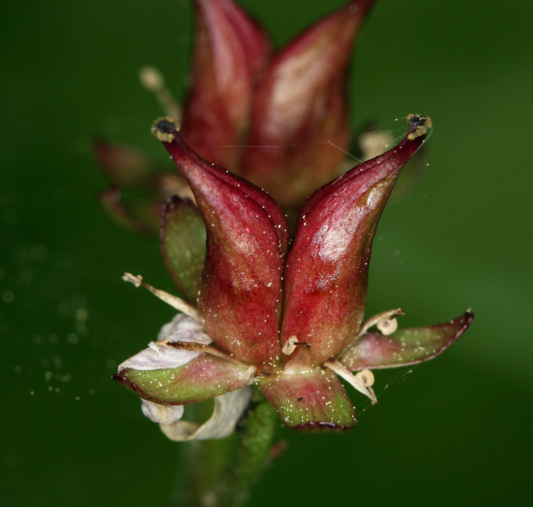 Imagem de Darmera peltata (Torr. ex Benth.) Voss