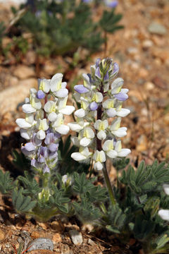 Image of Intermountain lupine