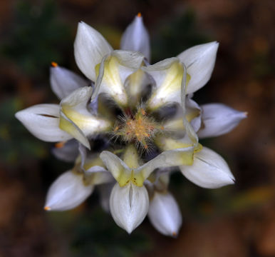 Image of Intermountain lupine