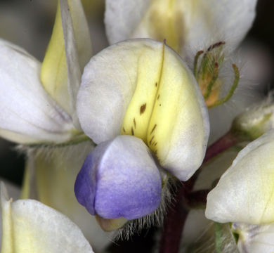 Image of Intermountain lupine