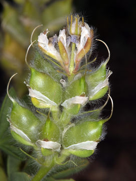 Image of Intermountain lupine