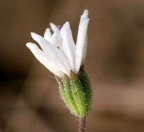 Imagem de Blepharipappus scaber Hook.