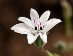 Imagem de Blepharipappus scaber Hook.