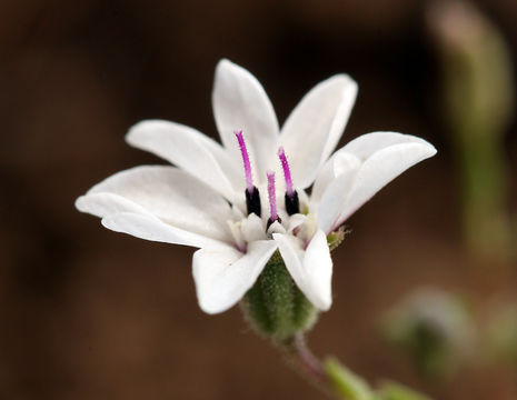 Image de Blepharipappus scaber Hook.