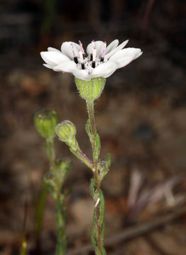 Image de Blepharipappus scaber Hook.