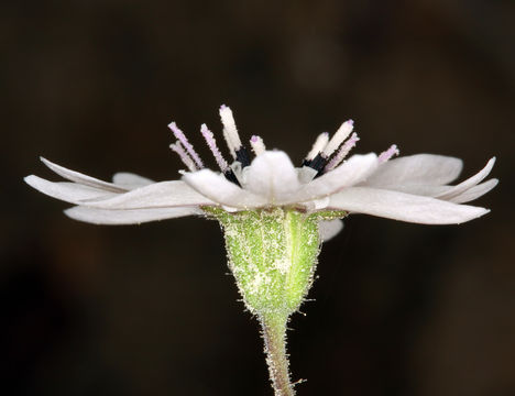 Image de Blepharipappus scaber Hook.