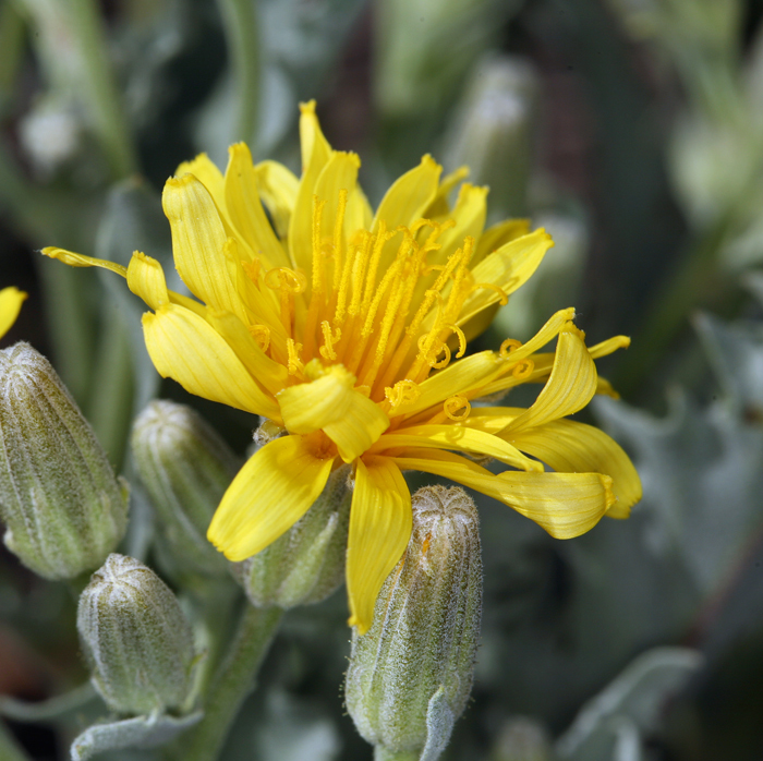 Image of largeflower hawksbeard