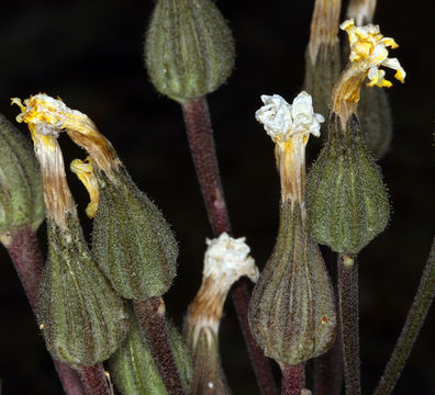 Image of largeflower hawksbeard