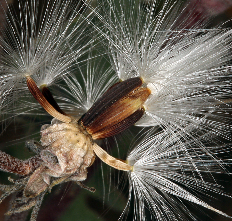 Image of largeflower hawksbeard