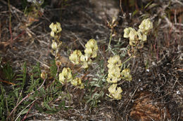 Sivun Astragalus obscurus S. Wats. kuva