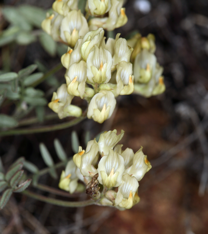 Imagem de Astragalus obscurus S. Wats.