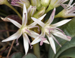 Image of twinleaf onion