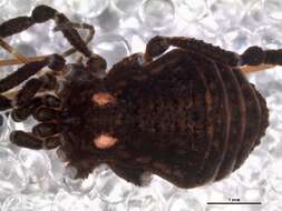 Image of Triaenonychoidea