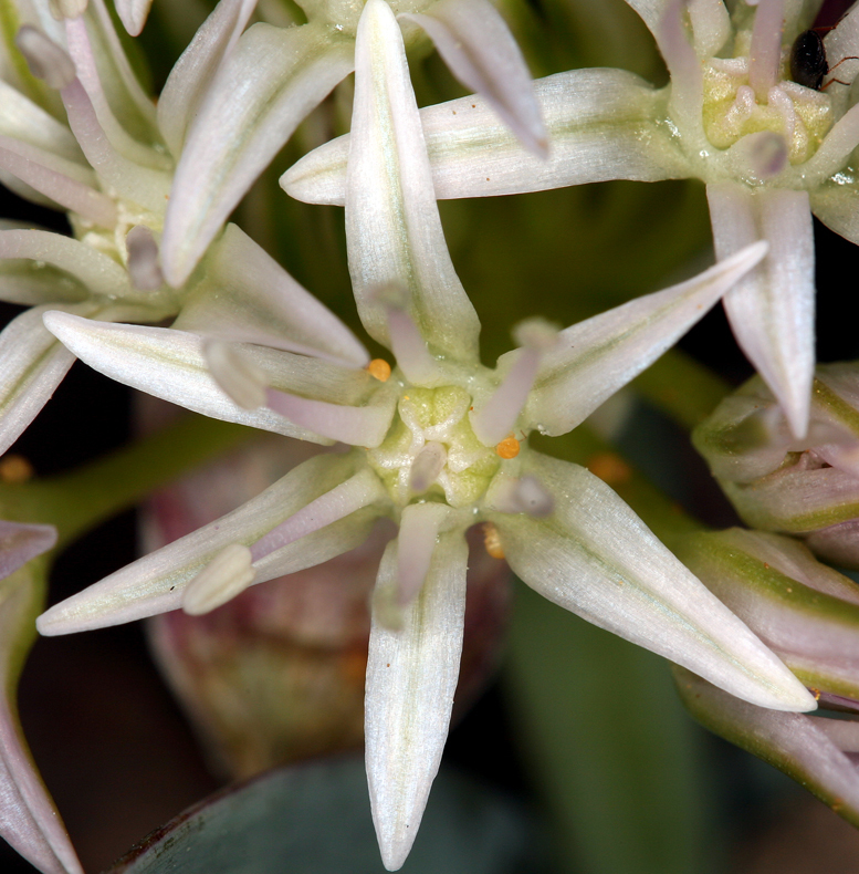 Image of twinleaf onion