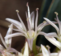 Image of twinleaf onion