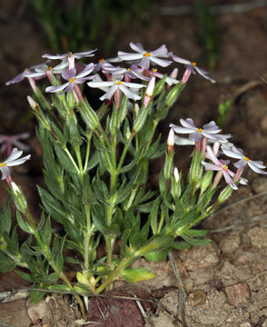 Image of cold-desert phlox