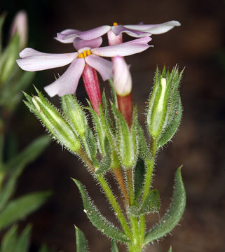 Image of cold-desert phlox