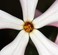 Image of cold-desert phlox