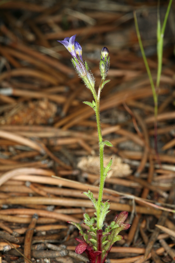 Image of salt gilia