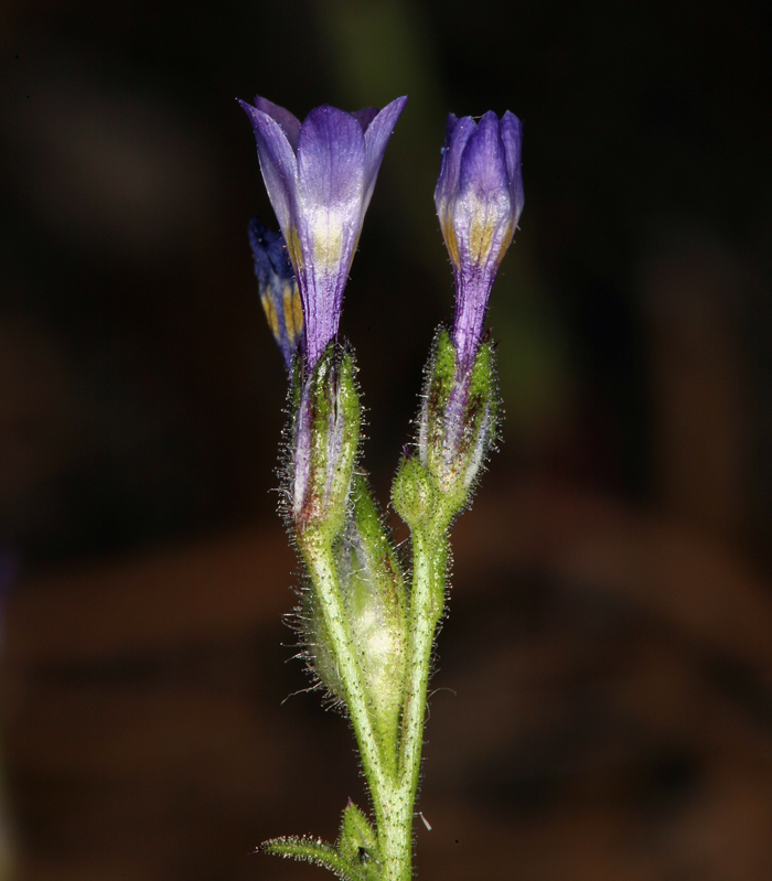 Image of salt gilia