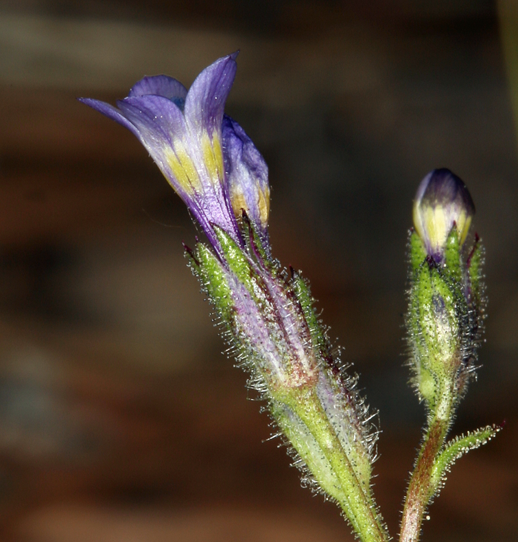 Image of salt gilia