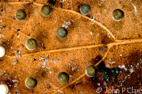 Image of <i>Hyla versicolor</i>