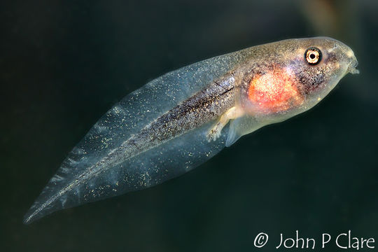 Image of <i>Hyla versicolor</i>