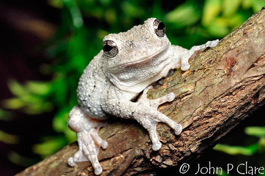 Image of <i>Hyla versicolor</i>