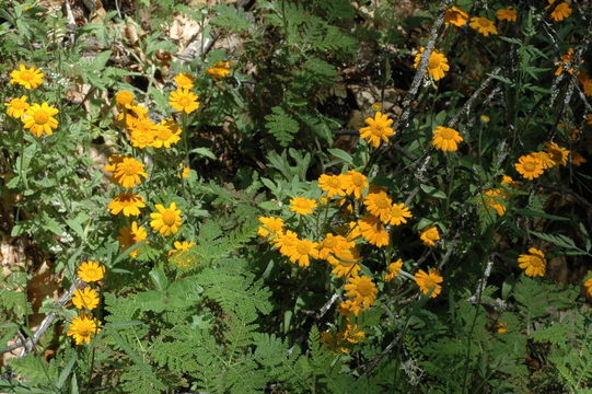 Image de Eriophyllum lanatum var. croceum (Greene) Jepson