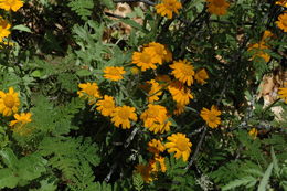 Image de Eriophyllum lanatum var. croceum (Greene) Jepson